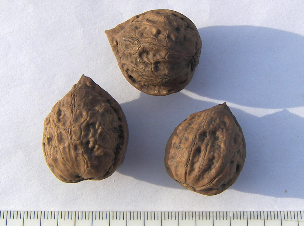 Image of Juglans ailanthifolia specimen.