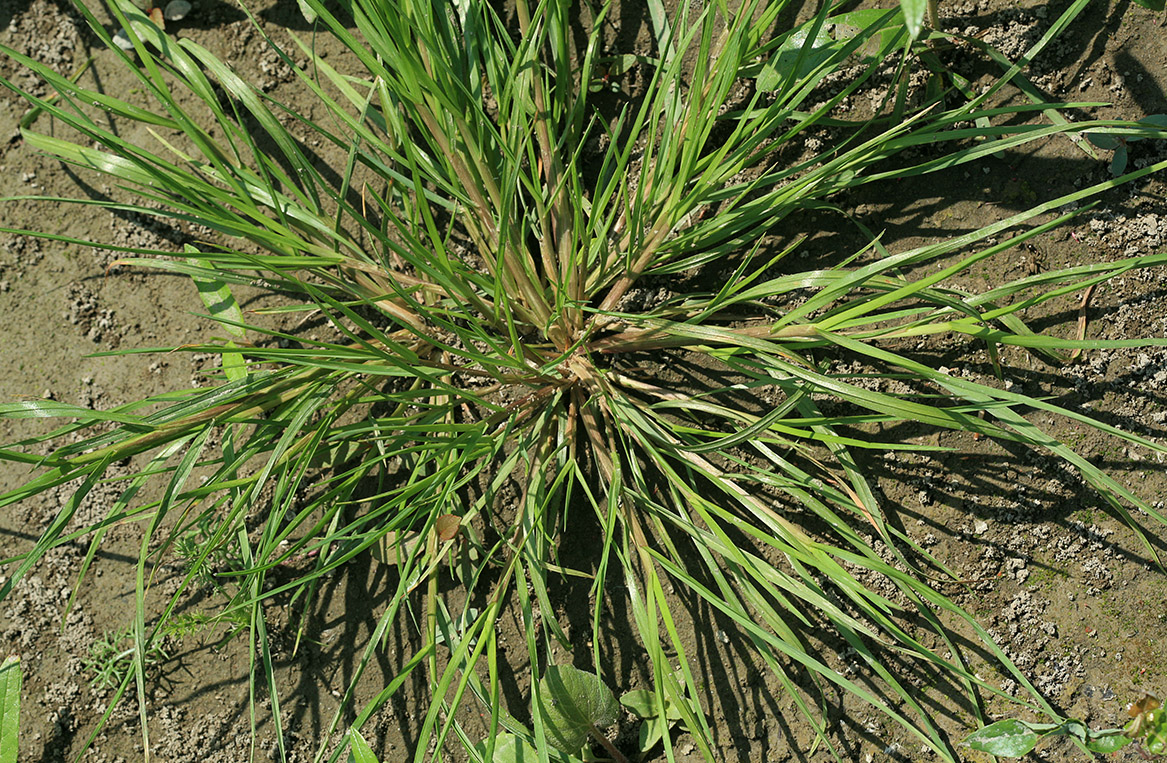 Image of Glyceria notata specimen.