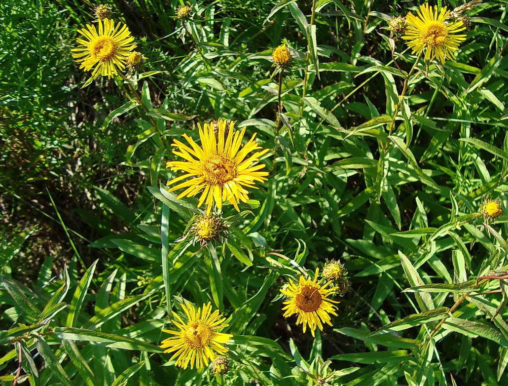 Image of Inula salicina specimen.
