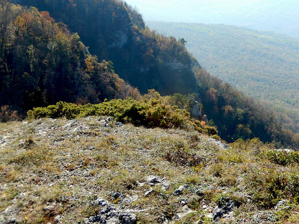 Image of Juniperus hemisphaerica specimen.