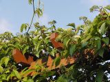 Parthenocissus quinquefolia. Верхушки побегов с соцветиями в бутонах на приусадебном участке. Польша, Беловежа. 22.06.2009.