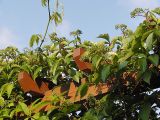 Parthenocissus quinquefolia. Верхушки побегов с соцветиями в бутонах на приусадебном участке. Польша, Беловежа. 22.06.2009.