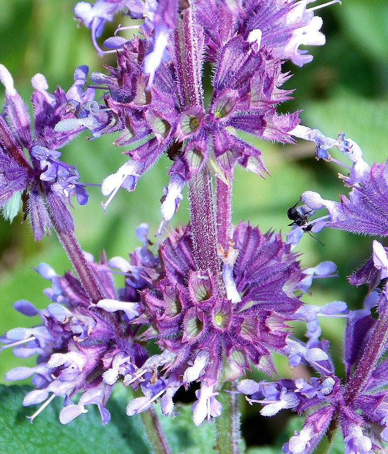 Изображение особи Salvia verticillata.