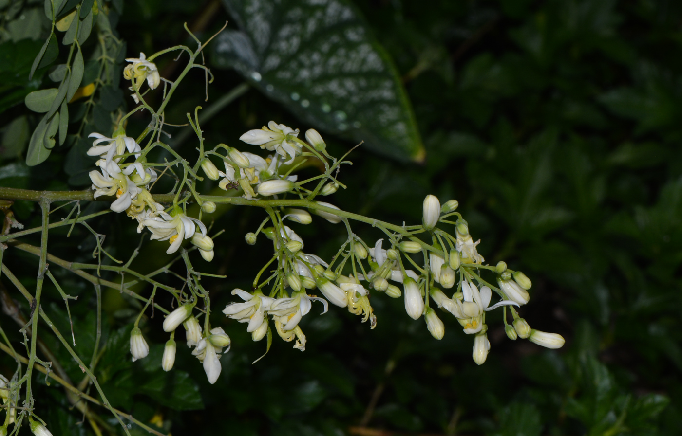 Изображение особи Moringa oleifera.