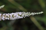 Buddleja asiatica