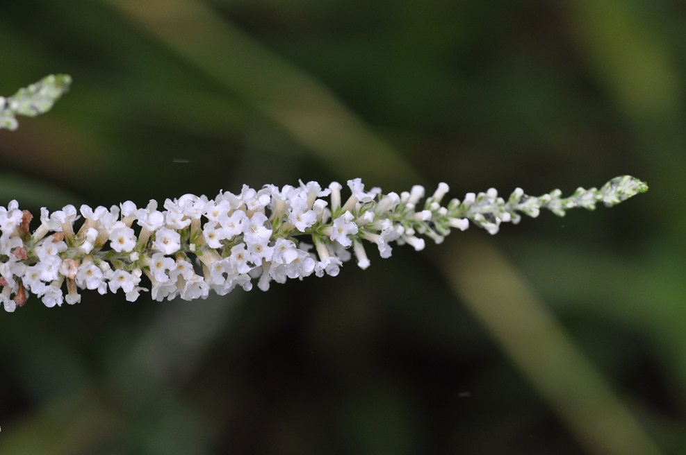 Image of Buddleja asiatica specimen.