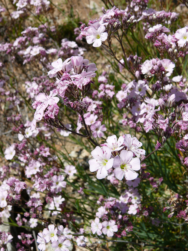 Изображение особи Gypsophila patrinii var. caespitosa.