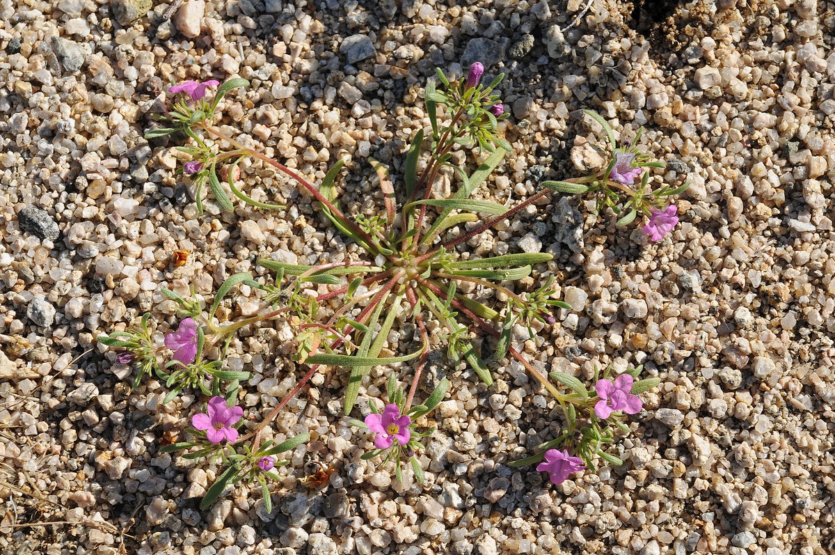 Image of Nama demissa specimen.