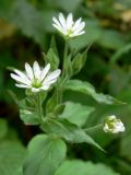 Myosoton aquaticum. Верхушка цветущего растения. Московская обл., окр. г. Чехов, березняк. 08.07.2009.
