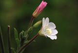 Epilobium hirsutum. Цветок (белоцветковая форма). Костромская обл., окраина г. Кострома, долина р. Солонка, заболоченный участок. 21.07.2016.