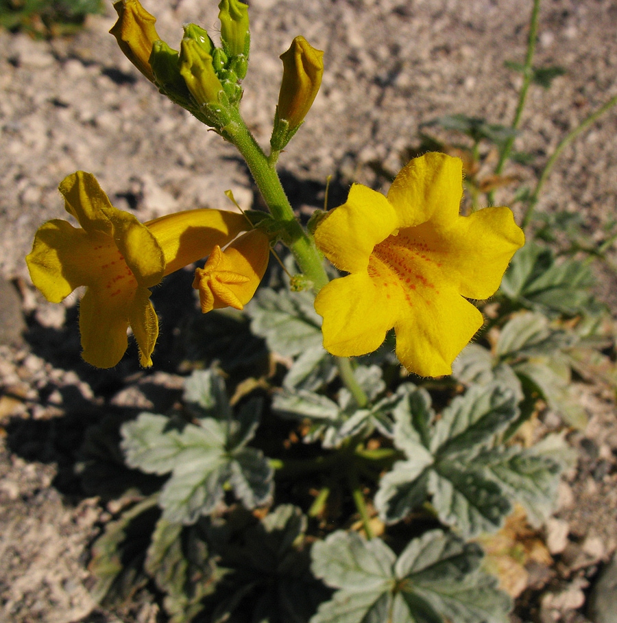 Image of Argylia robusta specimen.