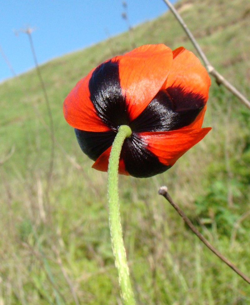 Image of Papaver stevenianum specimen.