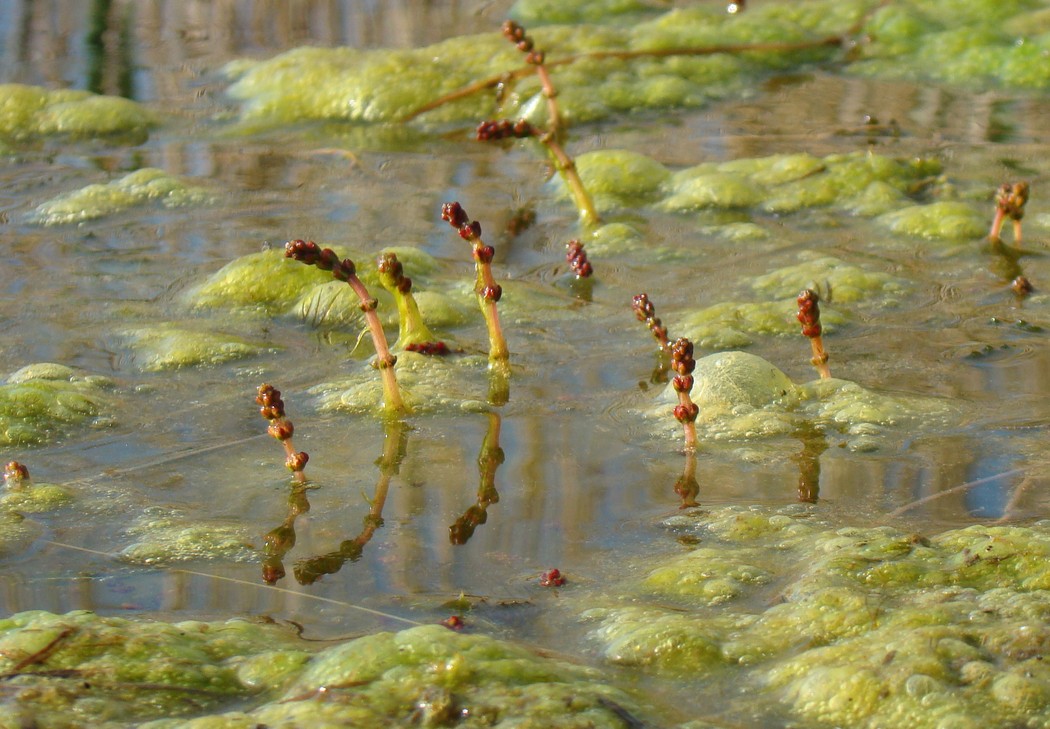 Image of Myriophyllum spicatum specimen.