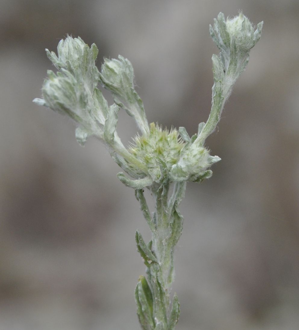 Image of Filago pyramidata specimen.