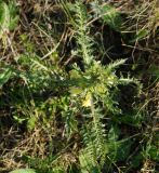 Pedicularis physocalyx. Расцветающее растение (вид сверху). Восточный Казахстан, г. Усть-Каменогорск, восточные окр., Лесхоз, сопки. 09.05.2017.