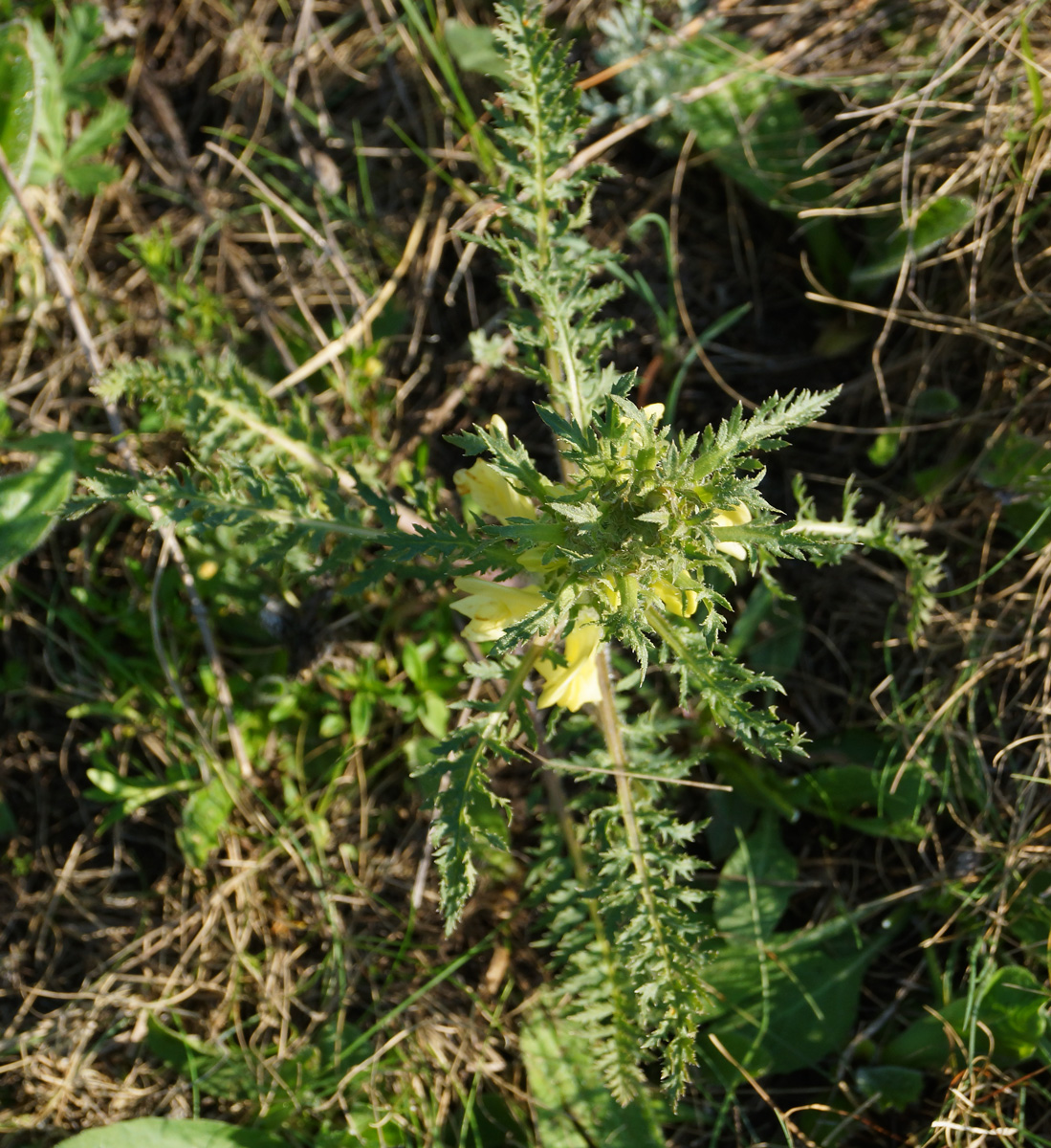 Изображение особи Pedicularis physocalyx.