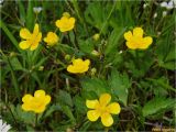 Ranunculus repens