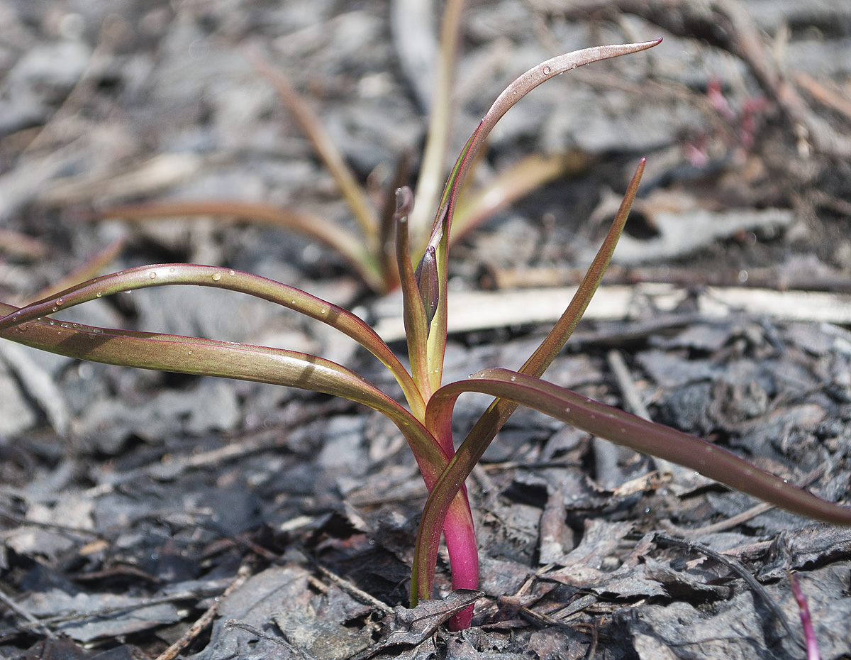 Изображение особи Tulipa tarda.