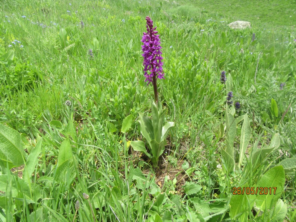 Изображение особи Orchis mascula.