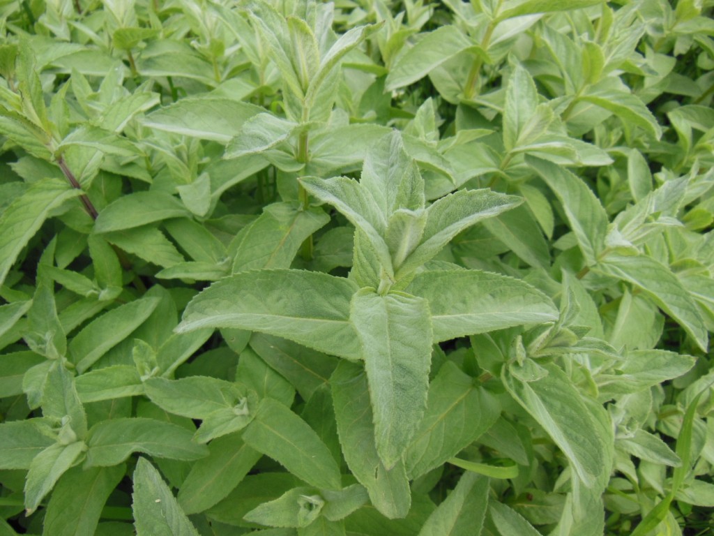 Изображение особи Mentha longifolia.