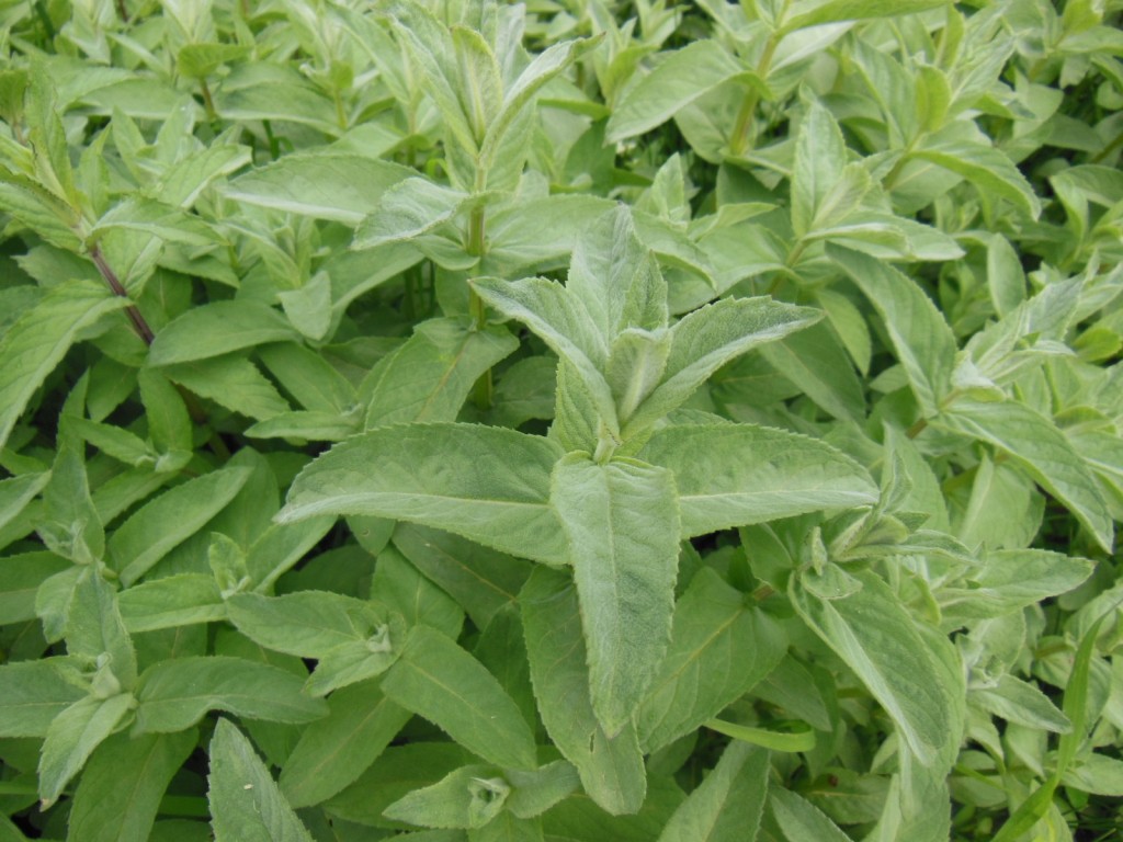 Image of Mentha longifolia specimen.