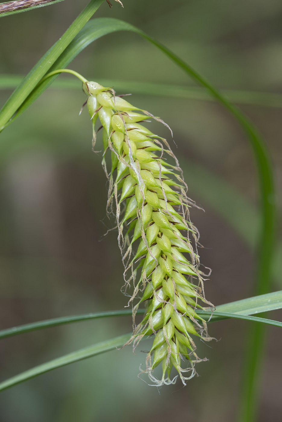 Изображение особи Carex vesicaria.