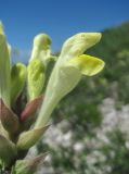 Scutellaria novorossica