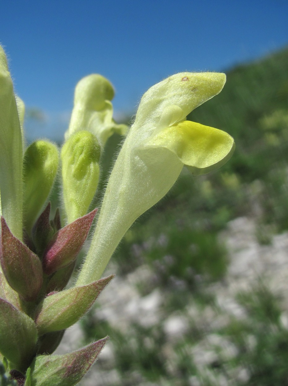 Image of Scutellaria novorossica specimen.