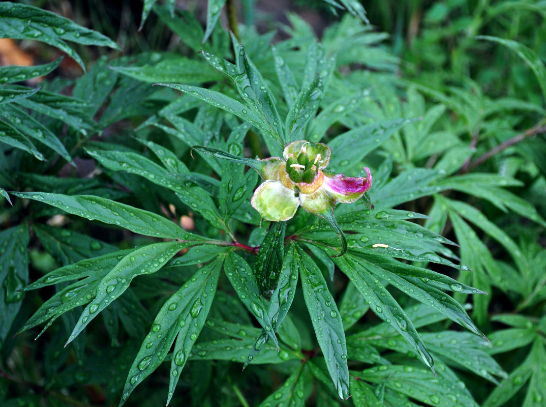 Изображение особи Paeonia anomala.