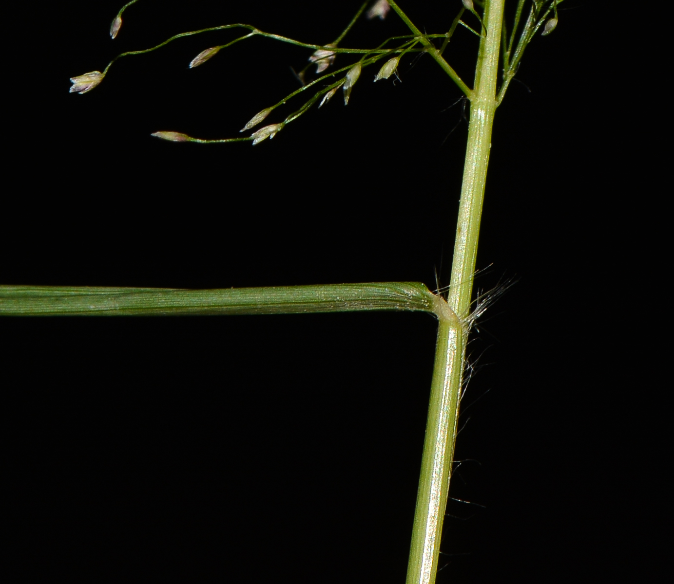 Image of Eragrostis tenella specimen.