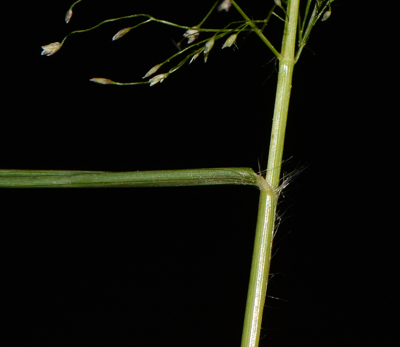 Изображение особи Eragrostis tenella.