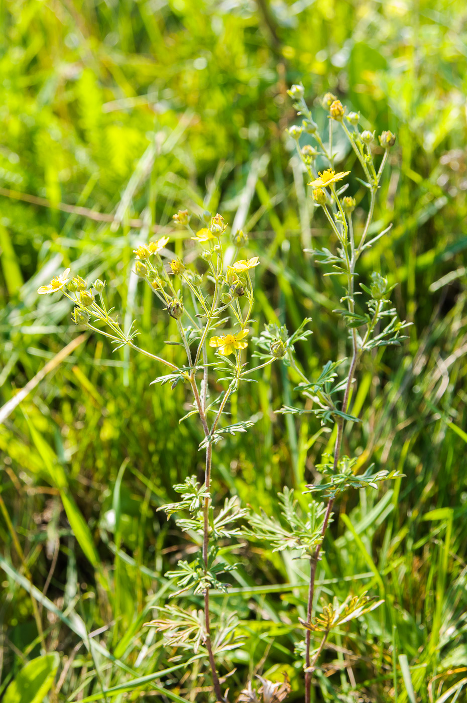 Изображение особи Potentilla argentea.