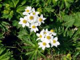 Anemonastrum fasciculatum