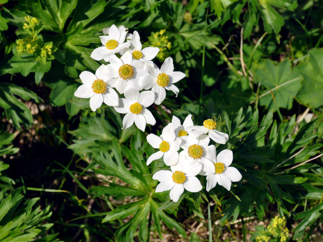 Изображение особи Anemonastrum fasciculatum.