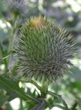 Cirsium vulgare
