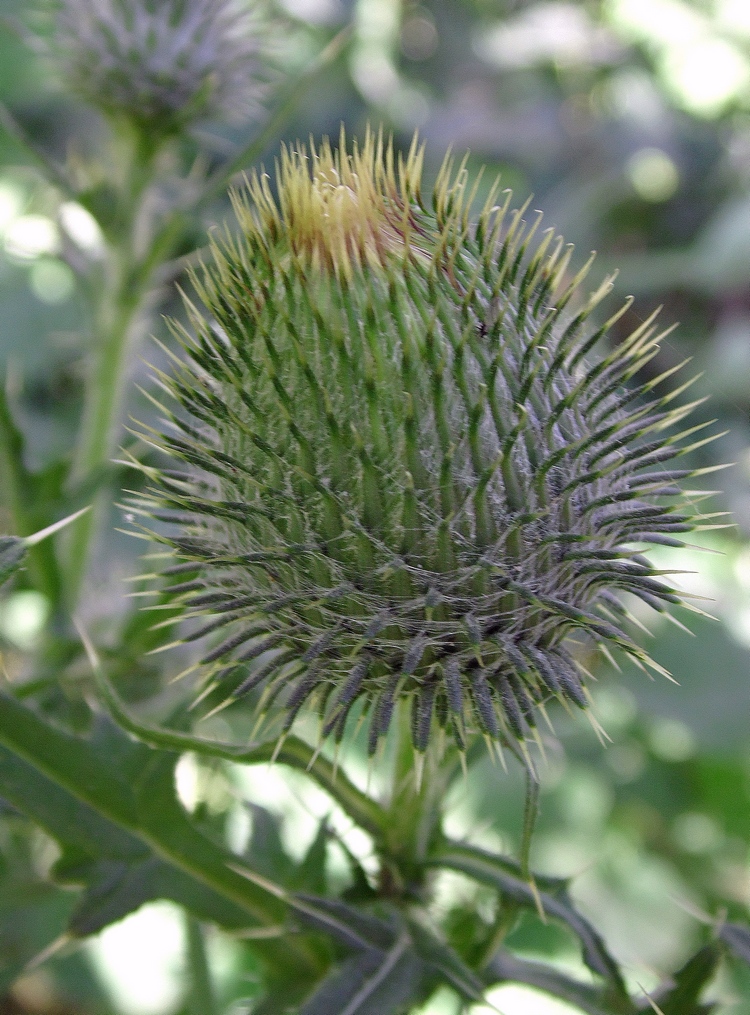 Image of Cirsium vulgare specimen.