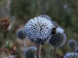 Echinops sphaerocephalus. Соцветие с кормящимся шмелём. Карачаево-Черкесия, г. Теберда, рудеральное место. 02.08.2017.