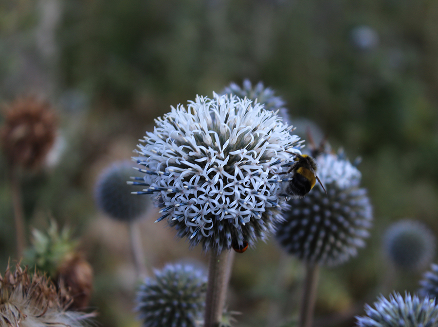 Изображение особи Echinops sphaerocephalus.