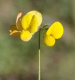 Image of taxon representative. Author is Роланд Цандекидис