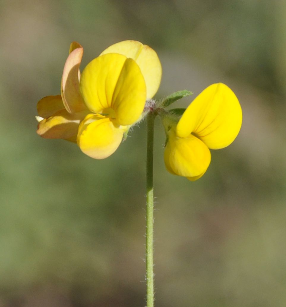 Изображение особи Lotus corniculatus.