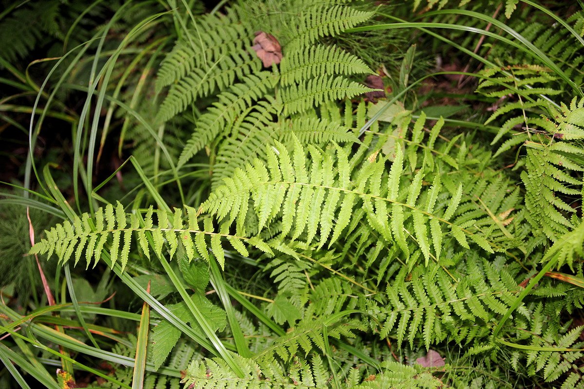 Image of Parathelypteris nipponica specimen.