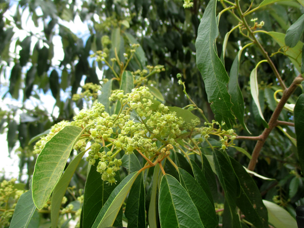 Изображение особи Alphitonia excelsa.