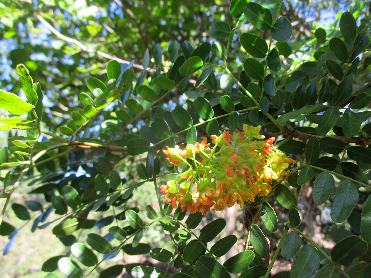 Изображение особи Caesalpinia cacalaco.