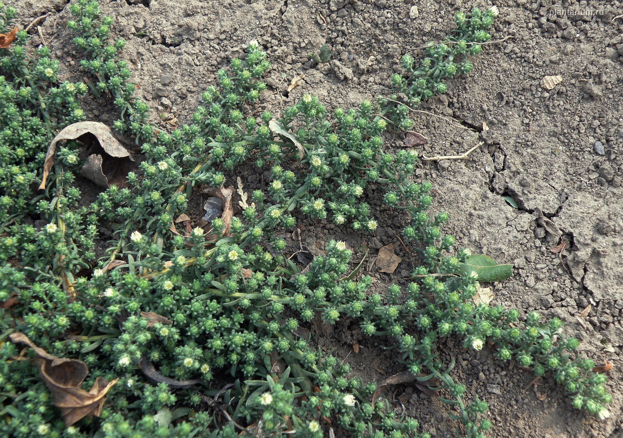 Image of Symphyotrichum ericoides specimen.