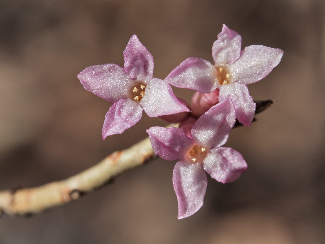 Изображение особи Daphne mezereum.