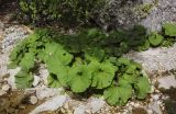 Petasites hybridus