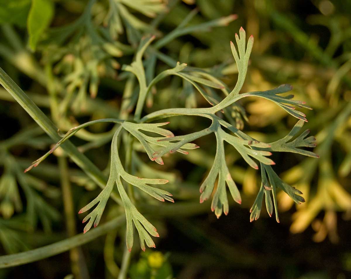 Image of Eschscholzia californica specimen.