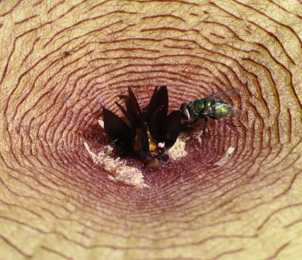 Image of Stapelia gigantea specimen.