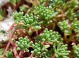 Sedum подвид bithynicum