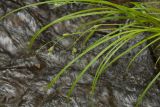 Carex augustinowiczii. Верхушки плодоносящих побегов. Сахалинская обл., Охинский р-н; п-в Шмидта, бассейн р. Пильво, берег ручья Сухарный. 14.07.2017.